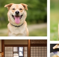 犬の撮影実績